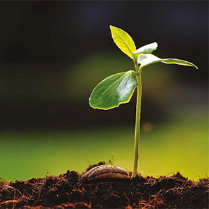 leaf, soil, ball-shaped, growth, sprout, no person, environmental, flora, nature, ecology, environment, fertility, sapling, evolution, tree, garden, bud, little, root, outdoors